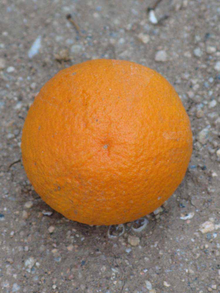            Fruit (Riverside, CA)   